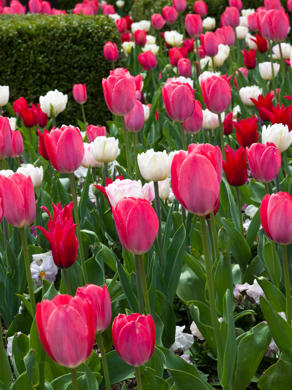 Field of tulips