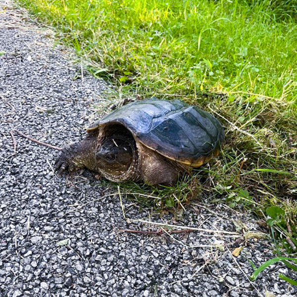 turtle
