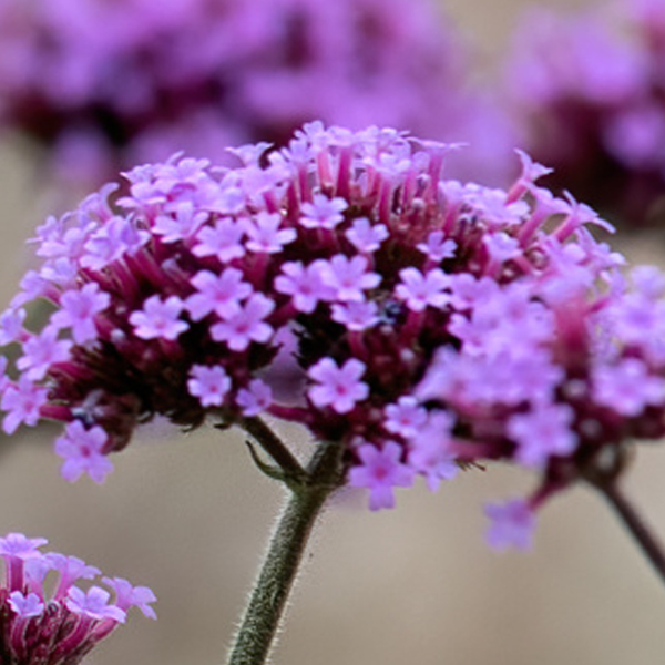 Verbena Brazilian verbena(Verbena bonariensis)