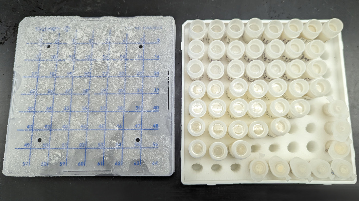 Vials of pollen from Pollen Bank’s freezer