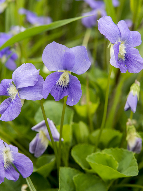 Viola sororia a weed