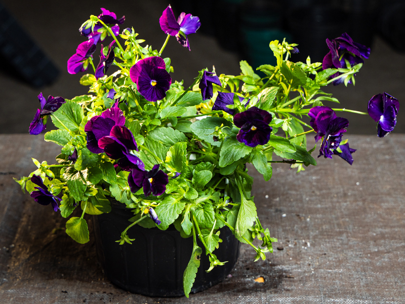 Viola x wittrockiana ‘Clear Violet’