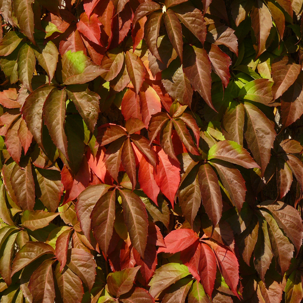 Virginia Creeper