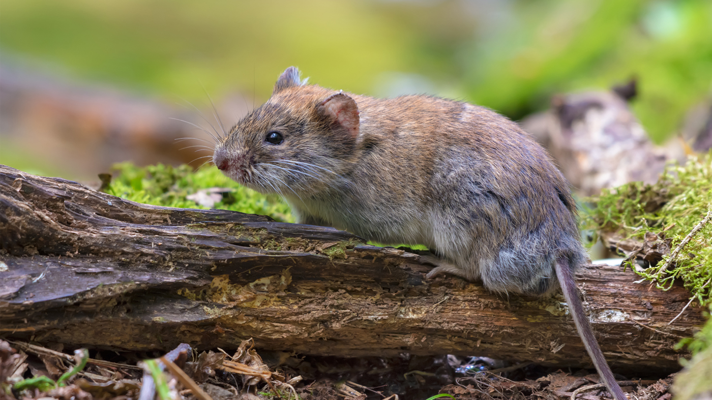 vole stock
