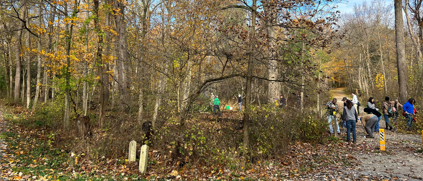 Volunteers help remove buckthorn at a park