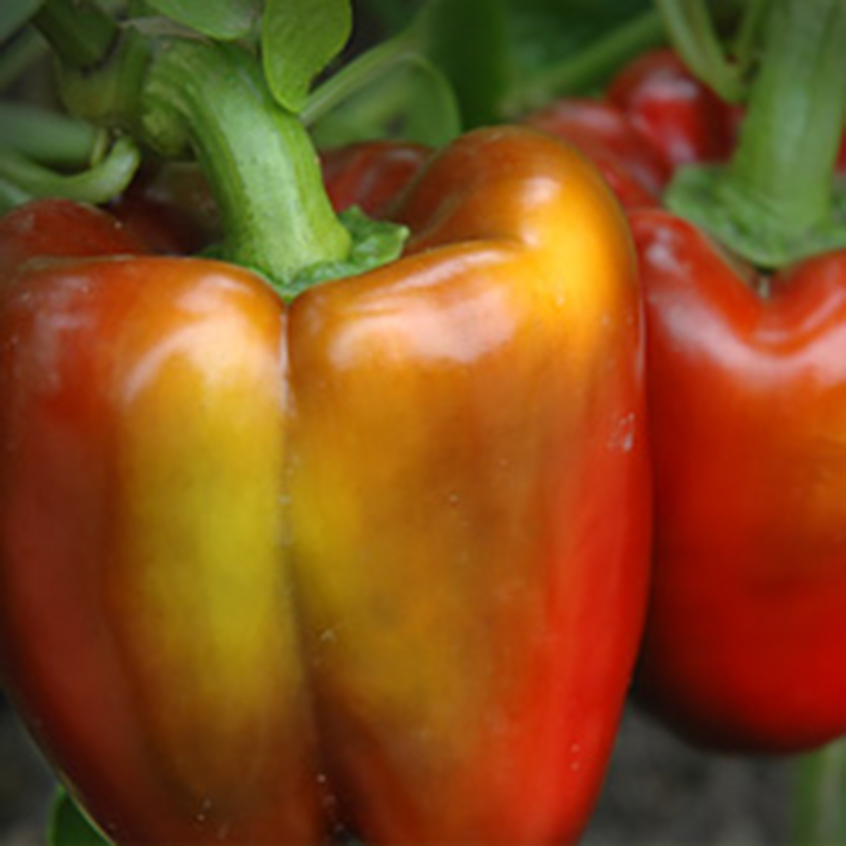 Red Bell Peppers (Capsicum annuum) 