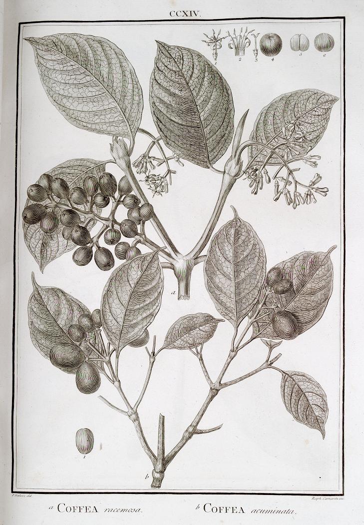 South American coffee plant as illustrated in Flora Peruviana, et Chilensis