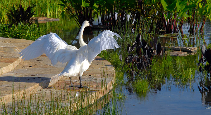 swan