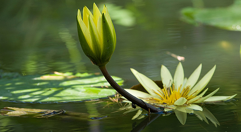 water lily