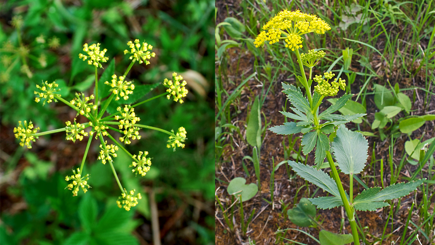 wild parsnips