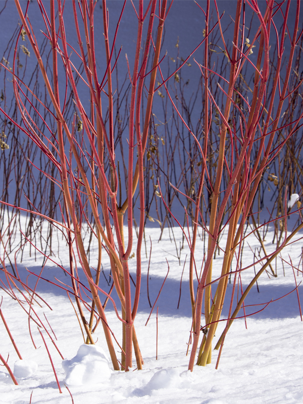 Winter Dogwood Twig