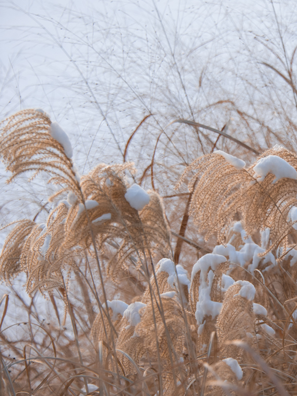 Winter grasses