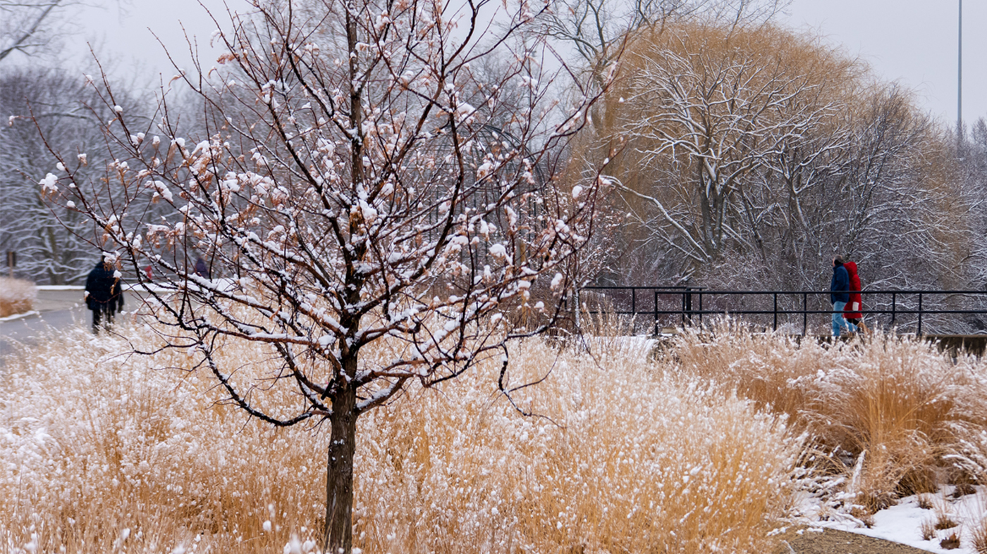 Winter walks