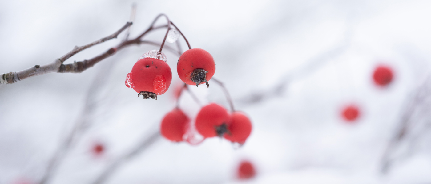 winter branches with berries