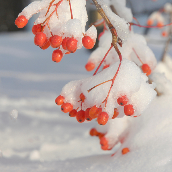 Winter scene