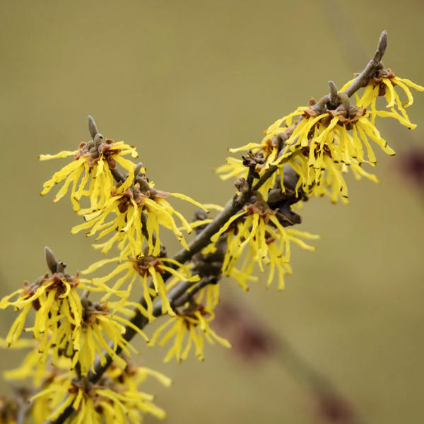 Witch hazel Arnold Promise