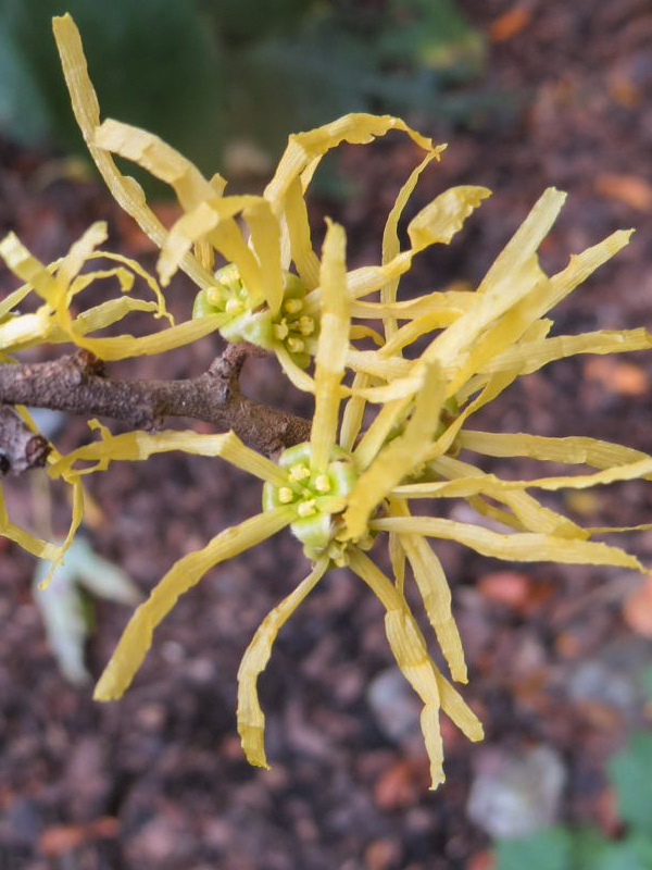 Common Witch Hazel Common Witch Hazel Hamamelis virginiana