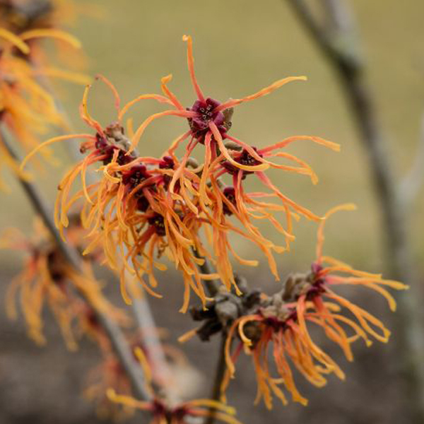 Hamamelis - FineGardening