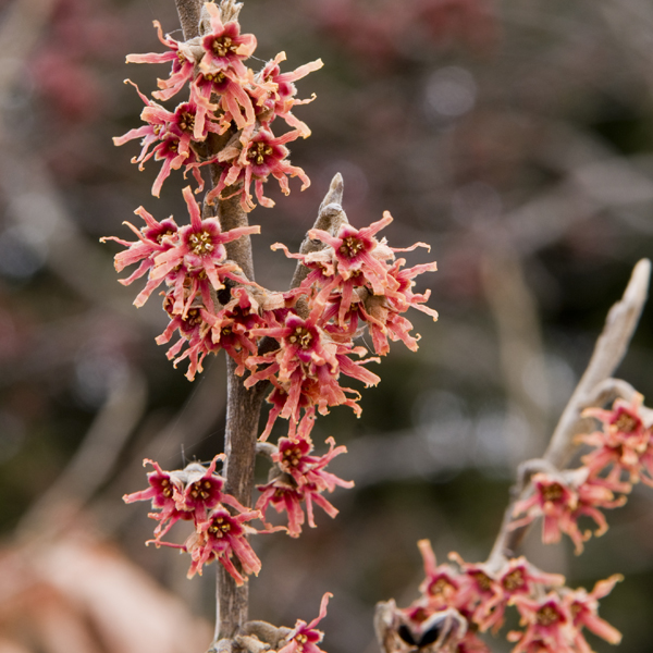 Hamamelis vernalis, 'Woodland Joy' Witch Hazel