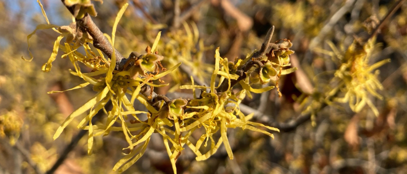 witch hazel