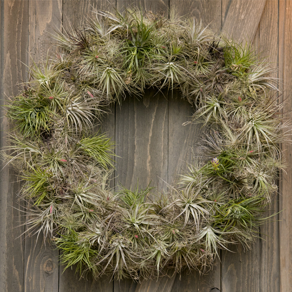 Wreath bromeliad