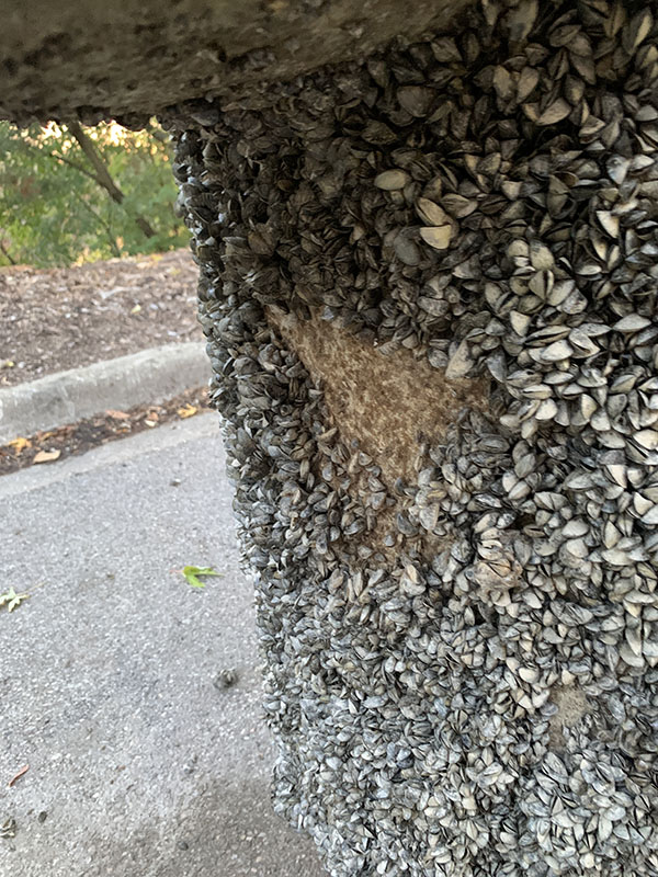 zebra mussels