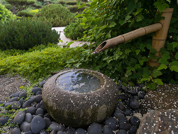 Japanese water garden