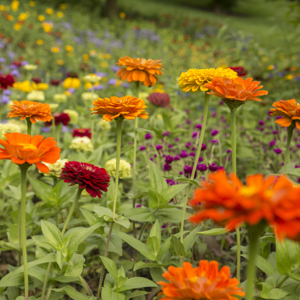 Zinnia in the English Oak Meadows