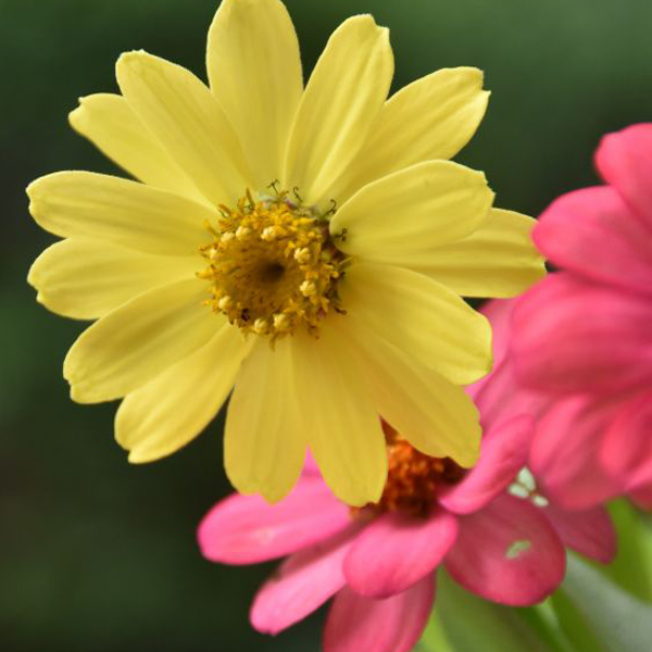 Zahara™ Coral Rose zinnia (Zinnia Marylandica)