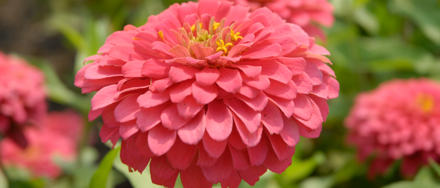 Image of Zinnias summer plants and flowers