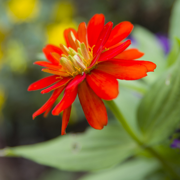 Double Zahara Fire (Zinnia marylandica)