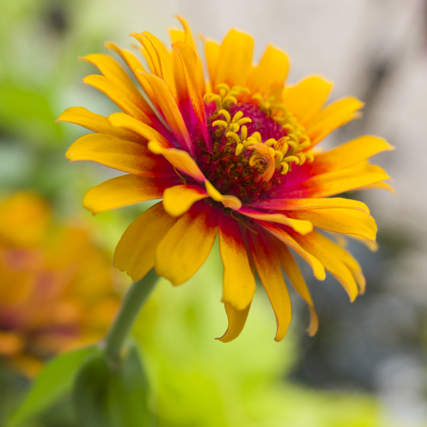 Zinnia Zowie Yellow Flame