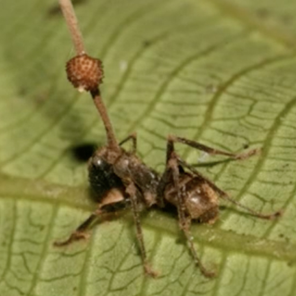 Zombie fungus ants