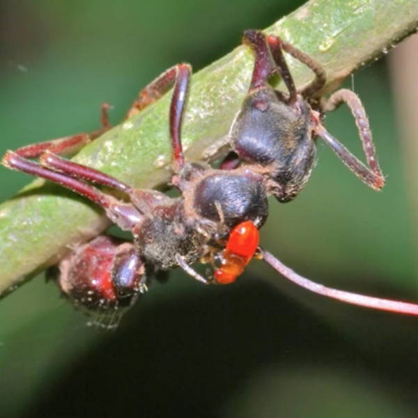 Zombie fungus ants