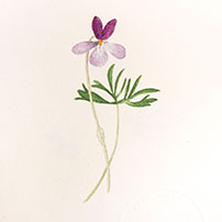 Illustration by Laura Ingalls Wilder