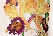 Orchidelirium