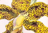 Orchidology: Orchidaceous Investigations