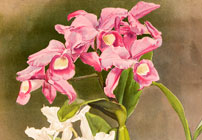 Orchidpalooza: Illustrated Orchid Varieties