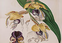 Picturing Tropical Orchids