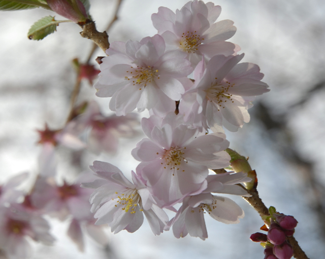 Sakura