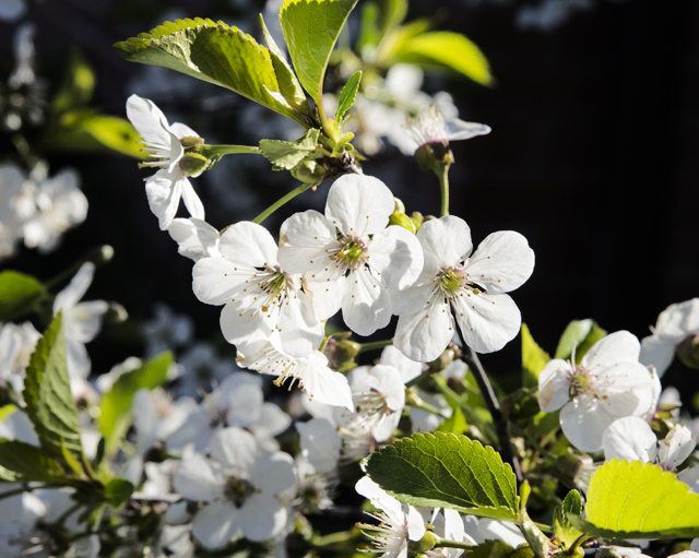 Cherry Trees | Chicago Botanic Garden