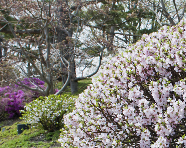 Sakura