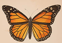 Pollinator Paradise in Print