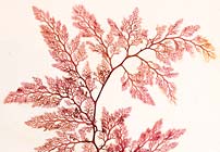 Pressing for Plants: Herbaria in Books