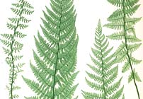 Pteridomania: The Victorian Fern Craze
