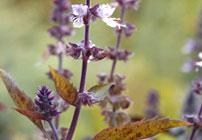 Purple Basil
