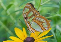 (Siproeta stelenes) Malachite butterfly, a native of Brazil