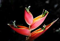 Heliconia stricta 'Carli's Sharonii'