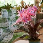 Bromeliad Society of Greater Chicago Show & Sale