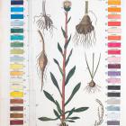Color chart and illustration